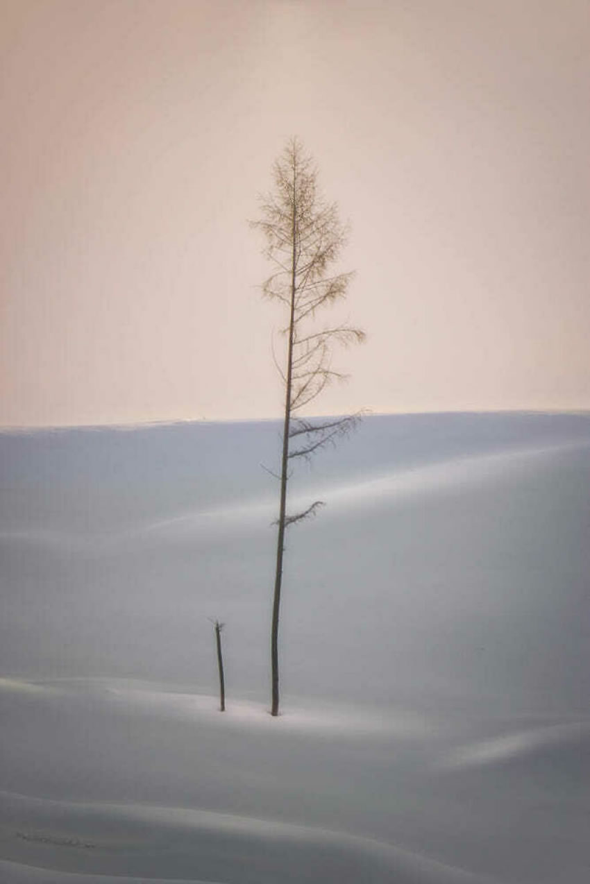 Beautiful Trees Of Hokkaido Japan By Roy Iwasaki