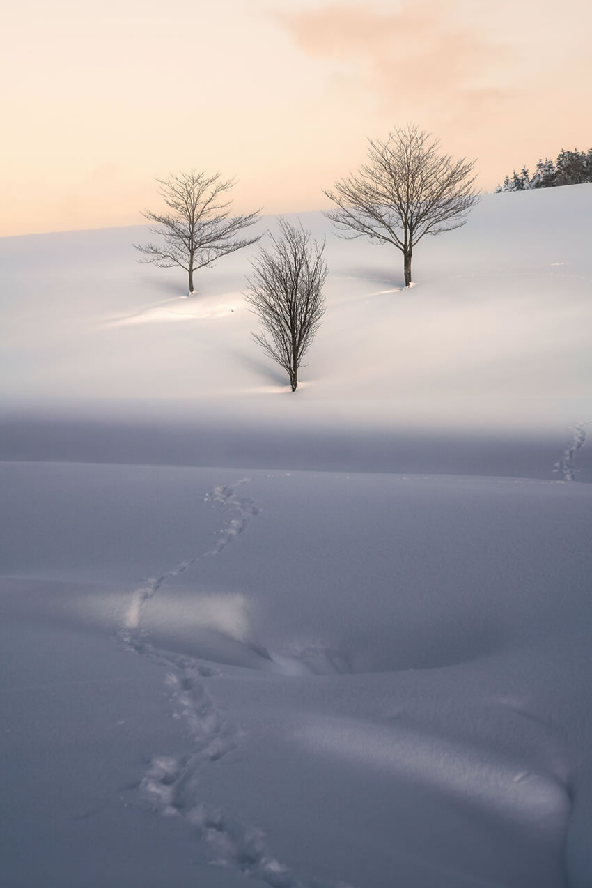 Beautiful Trees Of Hokkaido Japan By Roy Iwasaki