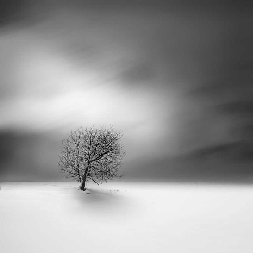 Beautiful Trees Of Hokkaido Japan By Roy Iwasaki