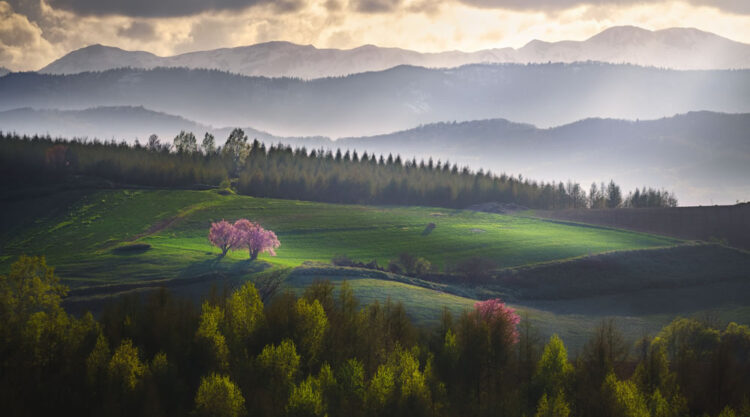 Beautiful Trees Of Hokkaido Japan By Roy Iwasaki