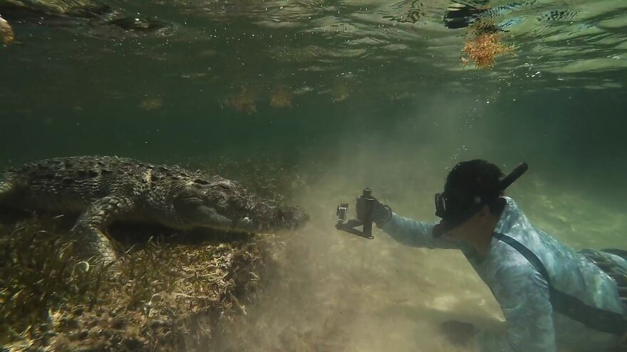 Closest Moments With Apex Predators By Bartolomeo Bove