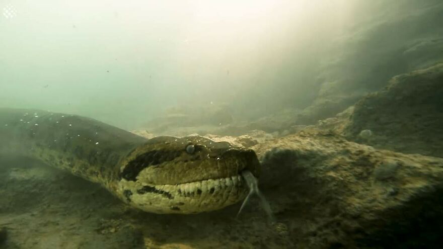 Closest Moments With Apex Predators By Bartolomeo Bove