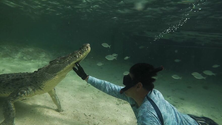 Closest Moments With Apex Predators By Bartolomeo Bove