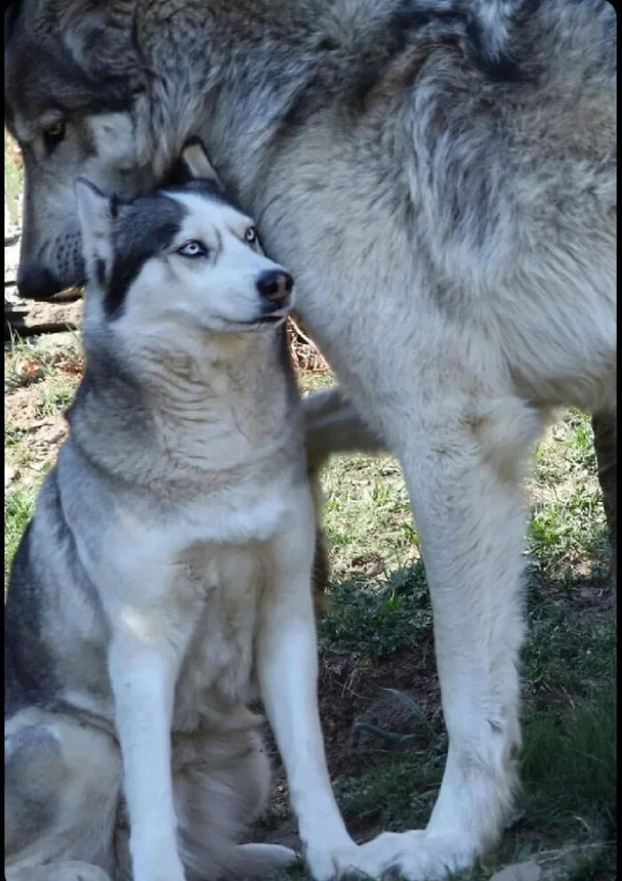 Huge Things in Life Shared By Absolute Units 