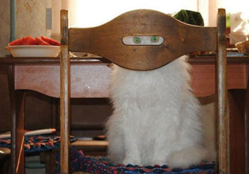 Funny Photos Of Cats Are Masterful Ninjas