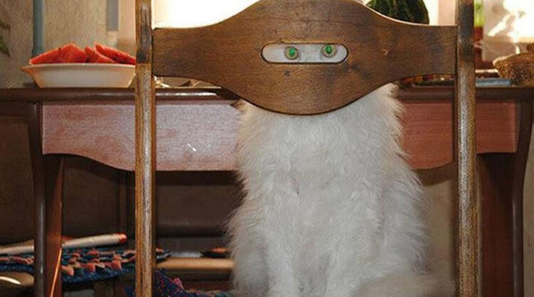 Funny Photos Of Cats Are Masterful Ninjas