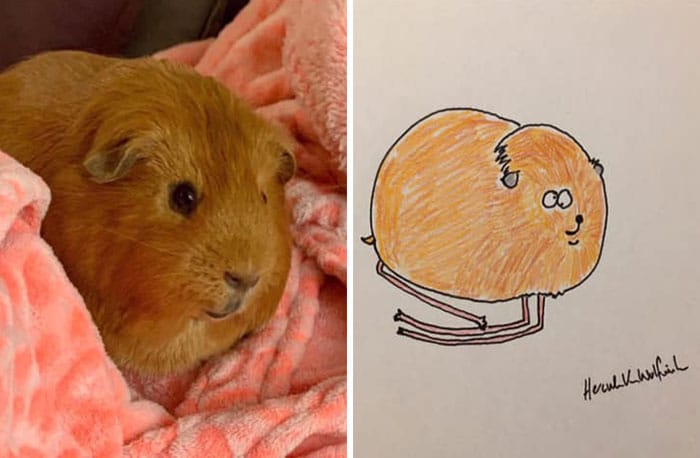 Funny Animal Portrait Drawings By Hercule Van Wolfwinkle