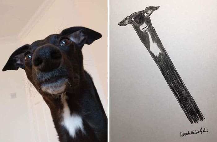 Funny Animal Portrait Drawings By Hercule Van Wolfwinkle