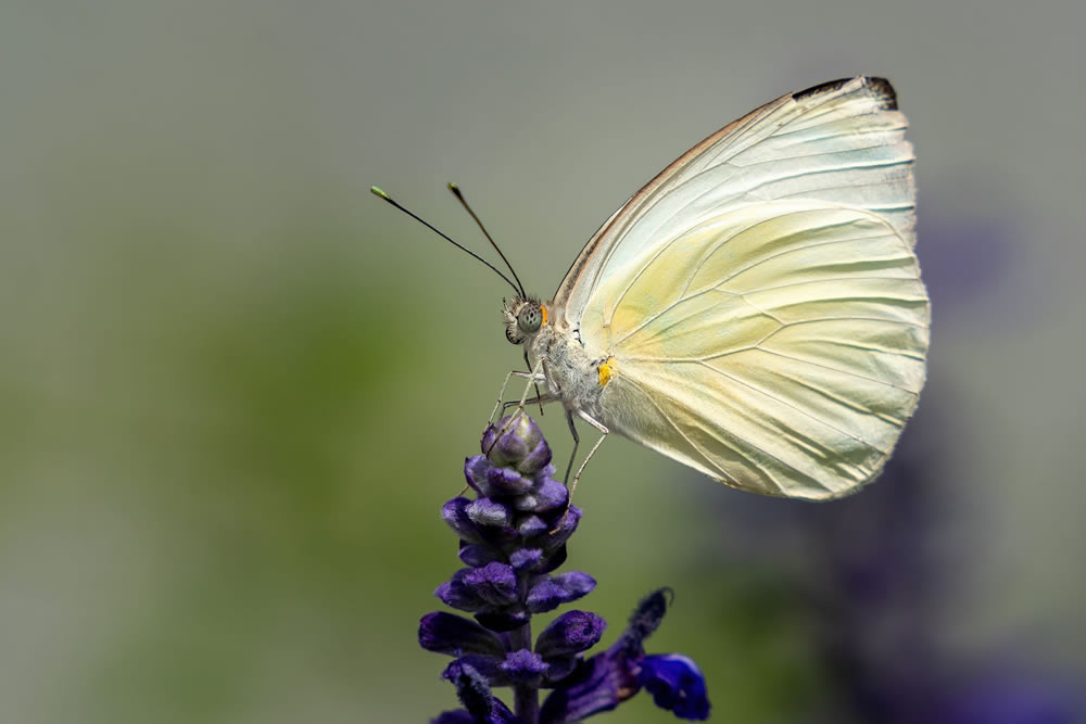 Gurushots Springtime Splendor Photo Challenge Winners