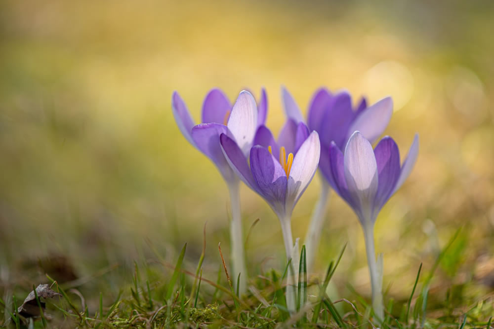 Gurushots Springtime Splendor Photo Challenge Winners