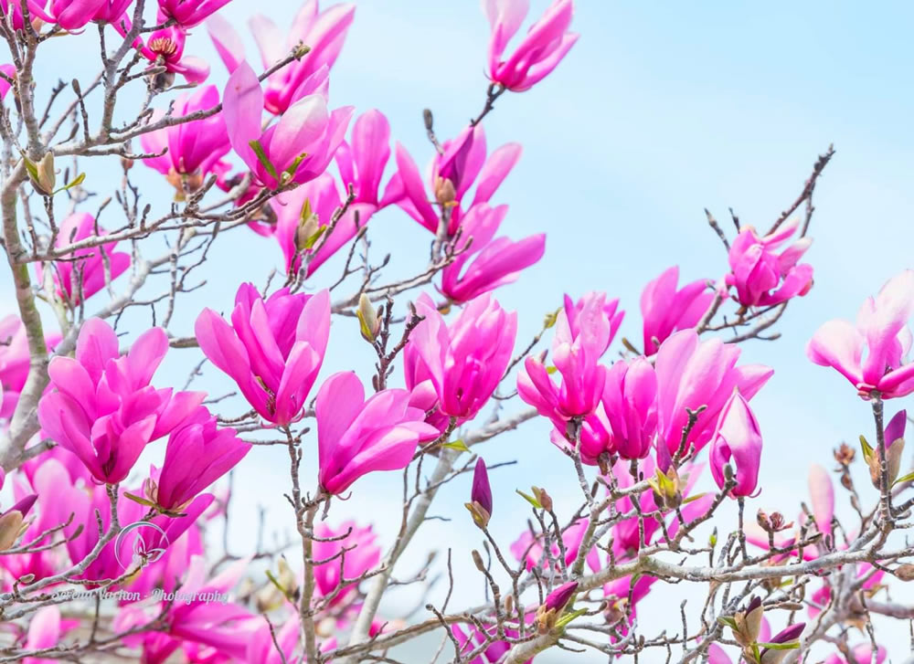 Gurushots Springtime Splendor Photo Challenge Winners