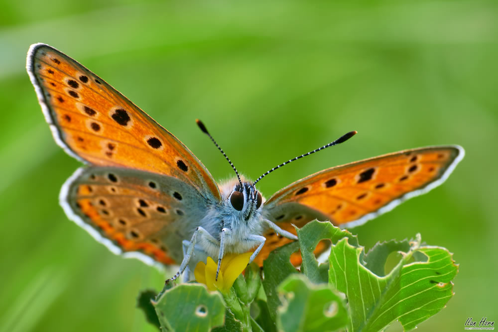 Gurushots Springtime Splendor Photo Challenge Winners