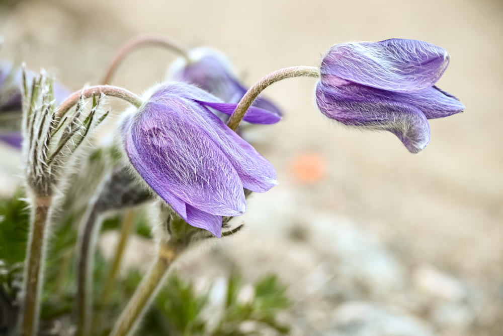 Gurushots Springtime Splendor Photo Challenge Winners