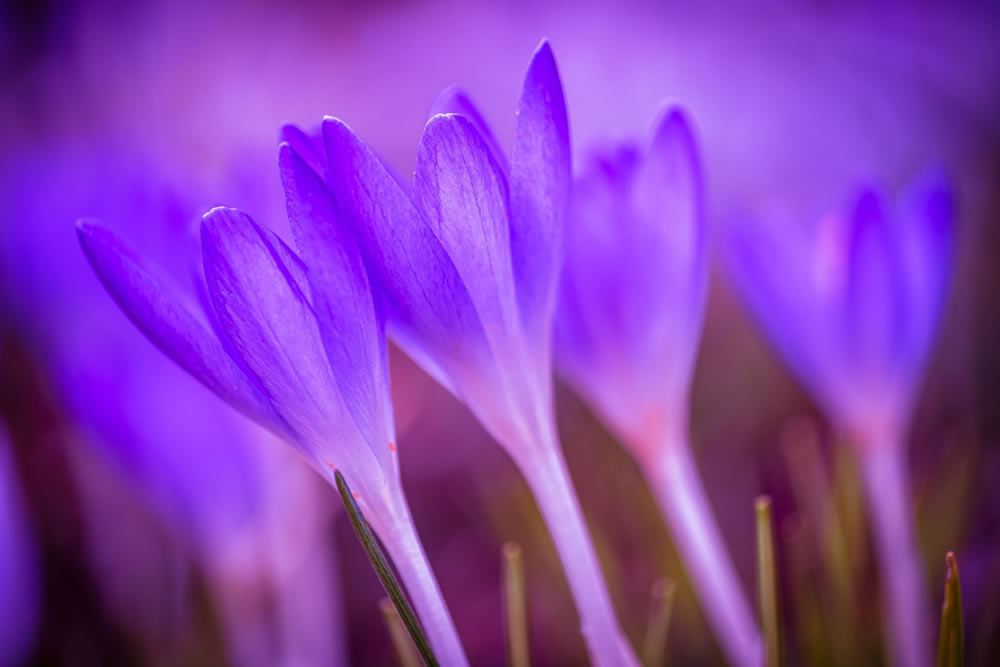 Gurushots Springtime Splendor Photo Challenge Winners