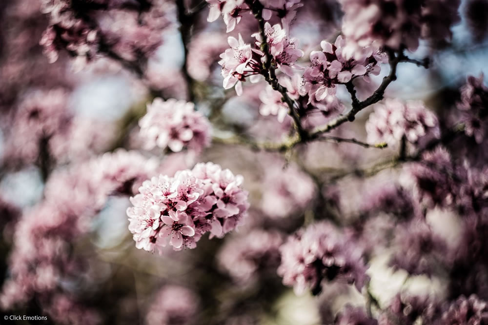 Gurushots Springtime Splendor Photo Challenge Winners