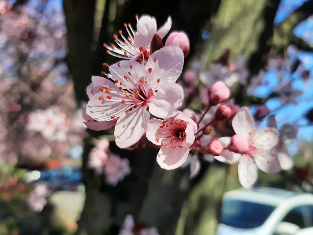 Gurushots Springtime Splendor Photo Challenge Winners