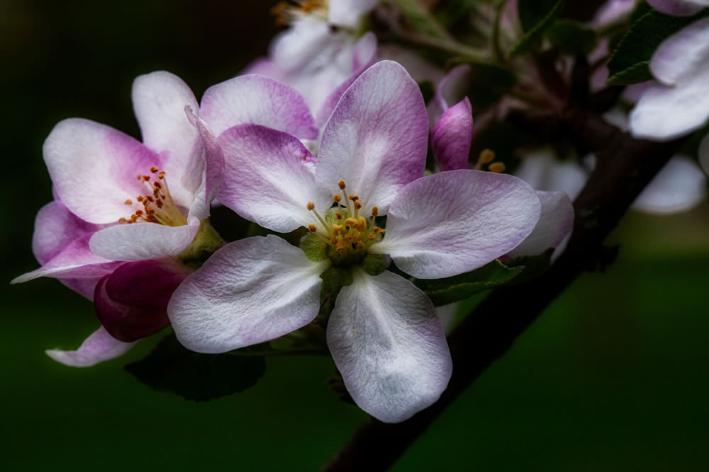 Gurushots Springtime Splendor Photo Challenge Winners