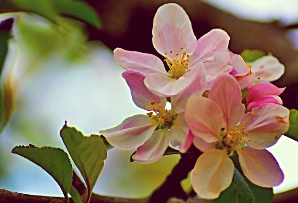 Gurushots Springtime Splendor Photo Challenge Winners