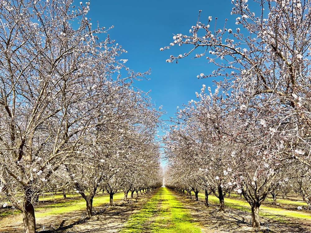 Gurushots Springtime Splendor Photo Challenge Winners