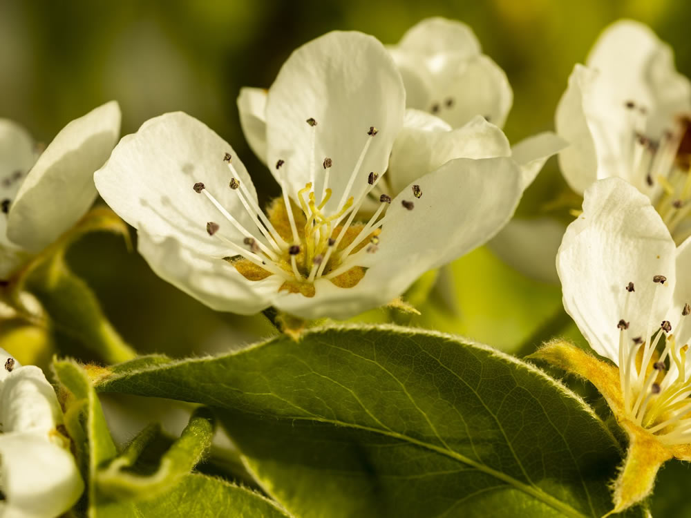 Gurushots Springtime Splendor Photo Challenge Winners