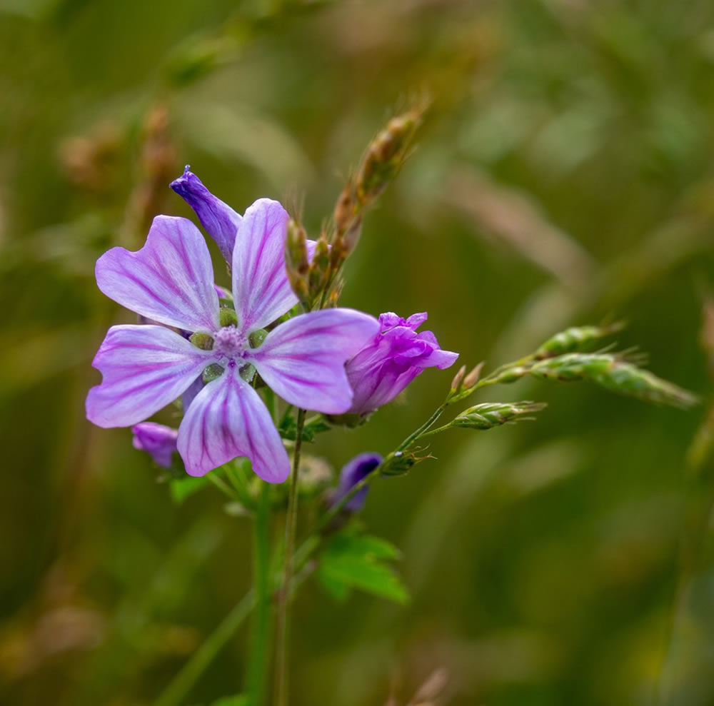 Gurushots Springtime Splendor Photo Challenge Winners