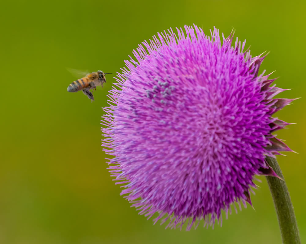 Gurushots Springtime Splendor Photo Challenge Winners