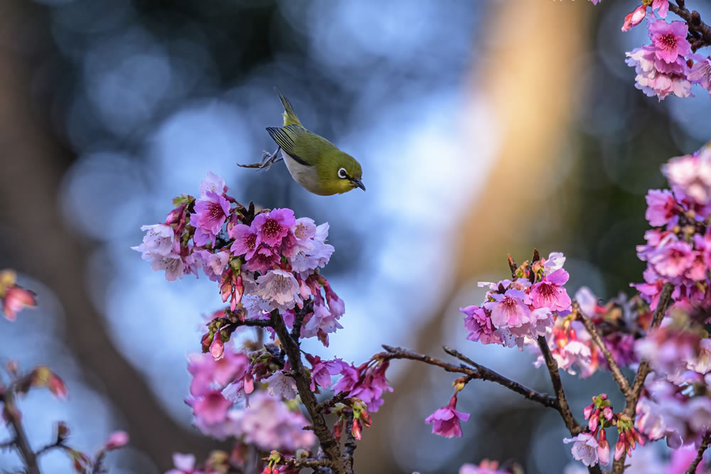 Gurushots Springtime Splendor Photo Challenge Winners