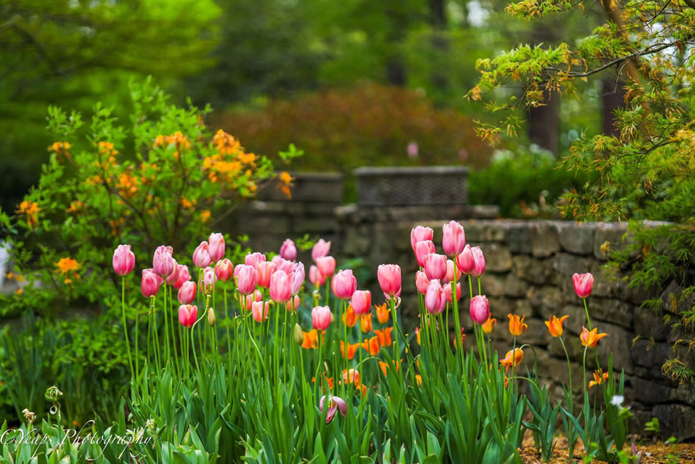 Gurushots Springtime Splendor Photo Challenge Winners