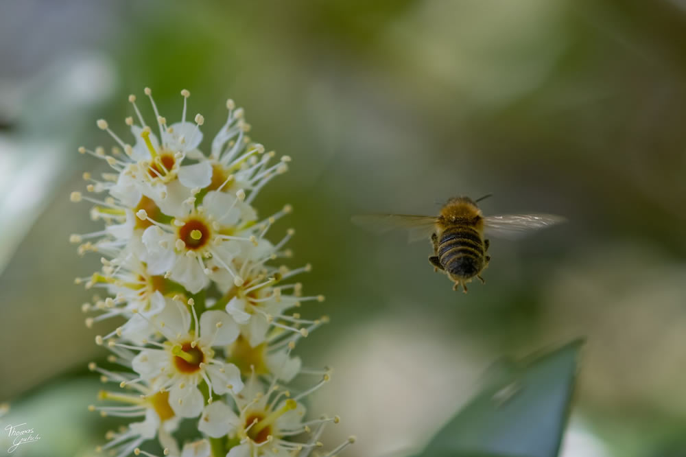 Gurushots Springtime Splendor Photo Challenge Winners