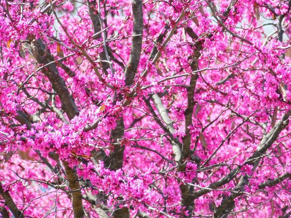 Gurushots Springtime Splendor Photo Challenge Winners