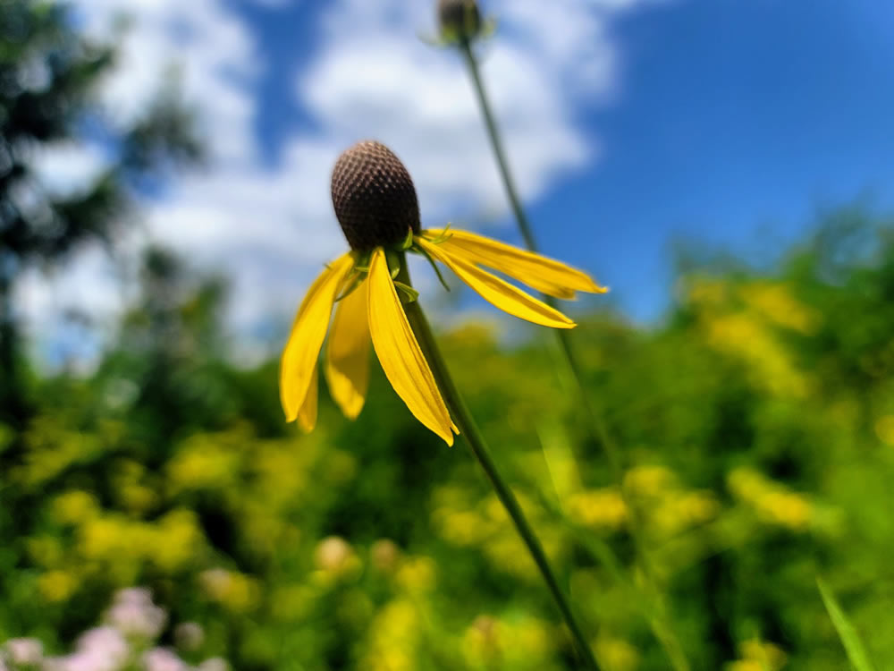 Gurushots Springtime Splendor Photo Challenge Winners