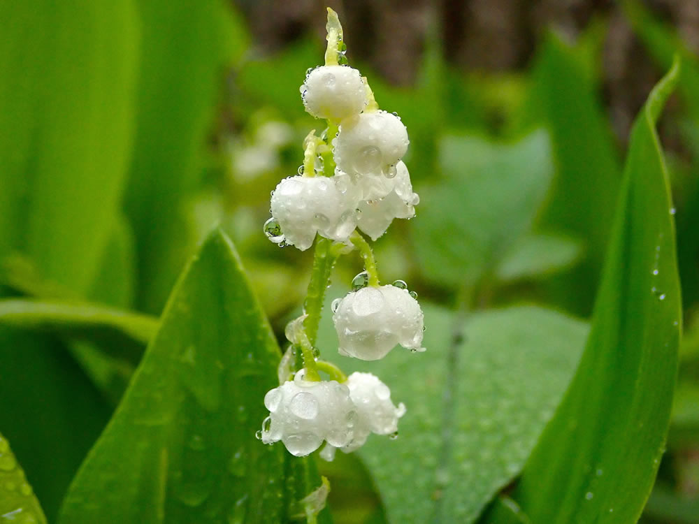 Gurushots Springtime Splendor Photo Challenge Winners