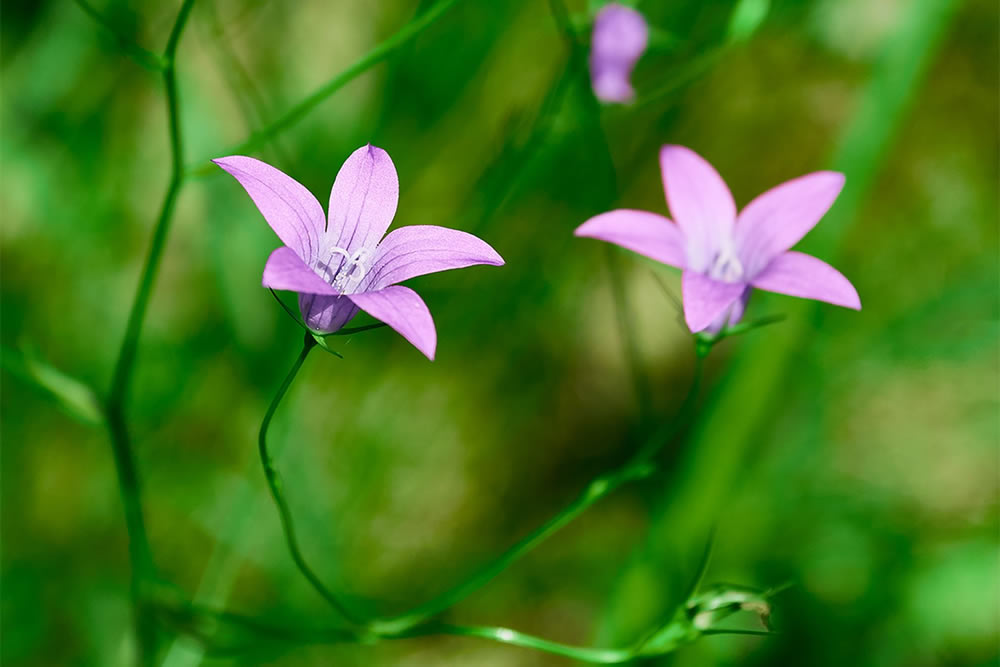 Gurushots Springtime Splendor Photo Challenge Winners