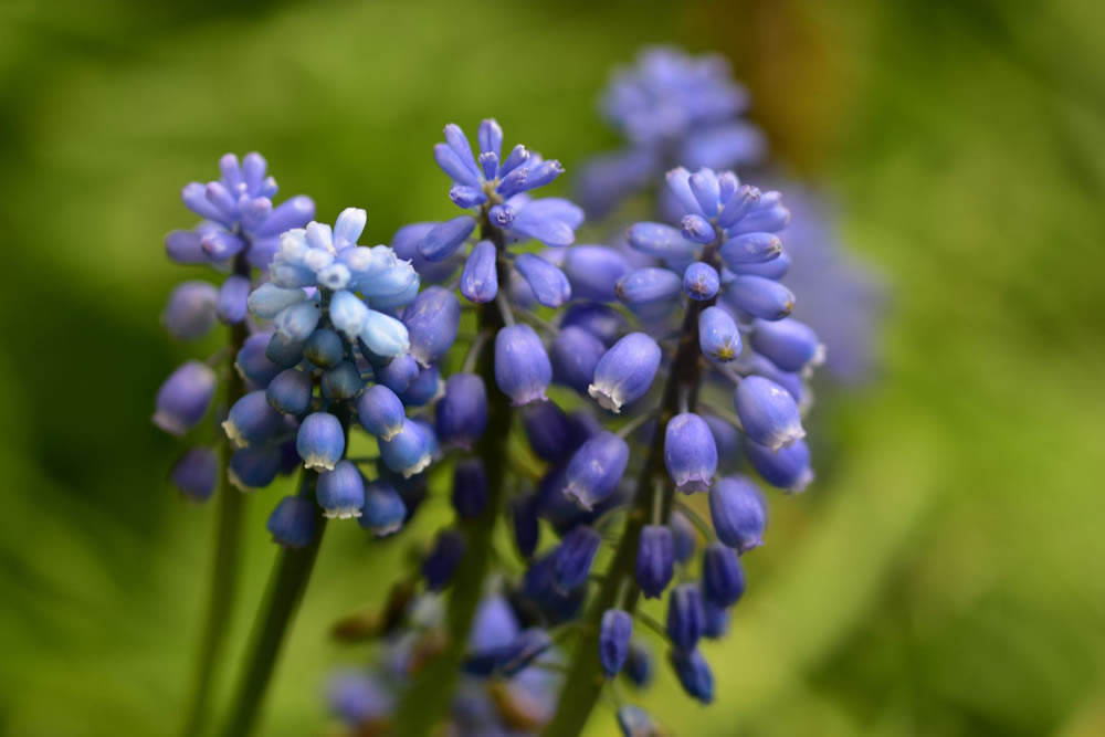 Gurushots Springtime Splendor Photo Challenge Winners