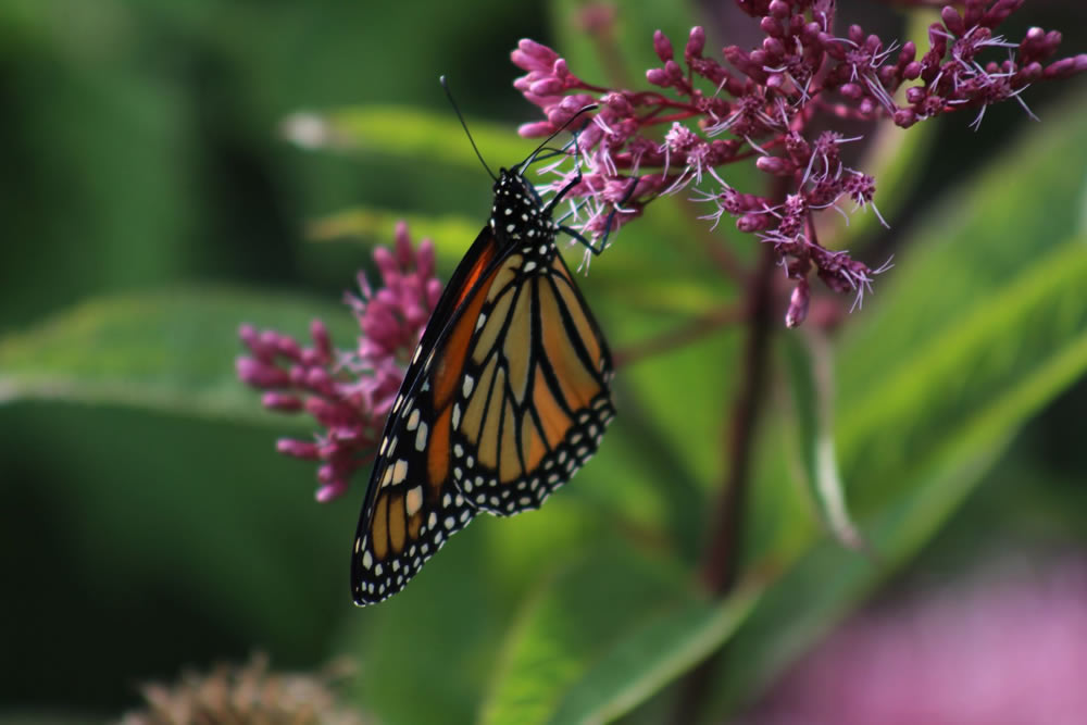 Gurushots Springtime Splendor Photo Challenge Winners