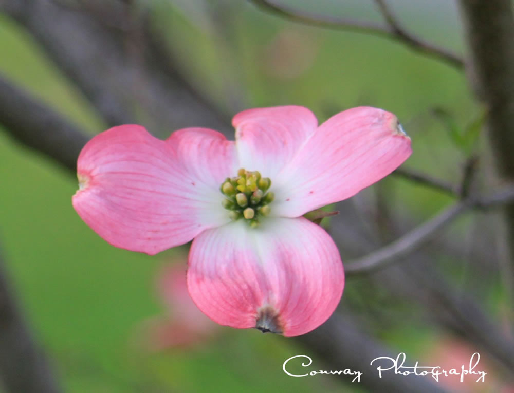 Gurushots Springtime Splendor Photo Challenge Winners