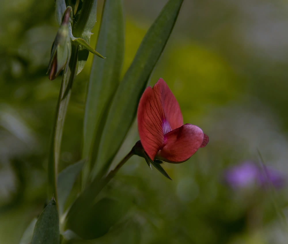 Gurushots Springtime Splendor Photo Challenge Winners