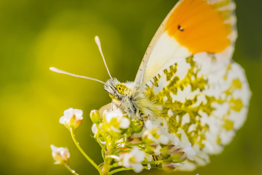 Gurushots Springtime Splendor Photo Challenge Winners