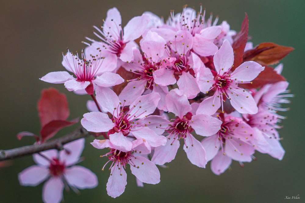 Gurushots Springtime Splendor Photo Challenge Winners