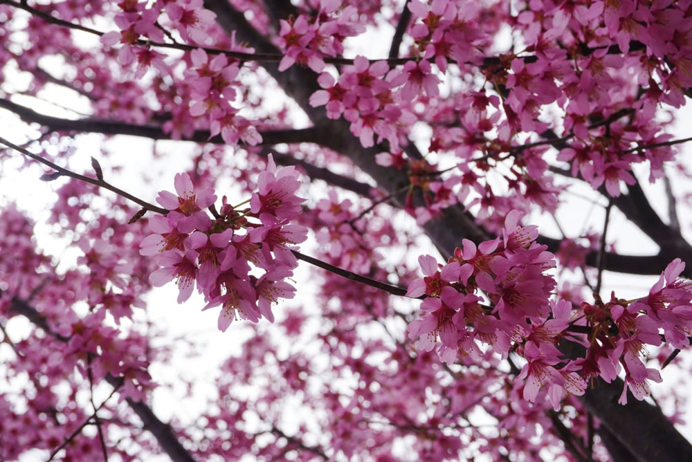 Gurushots Springtime Splendor Photo Challenge Winners