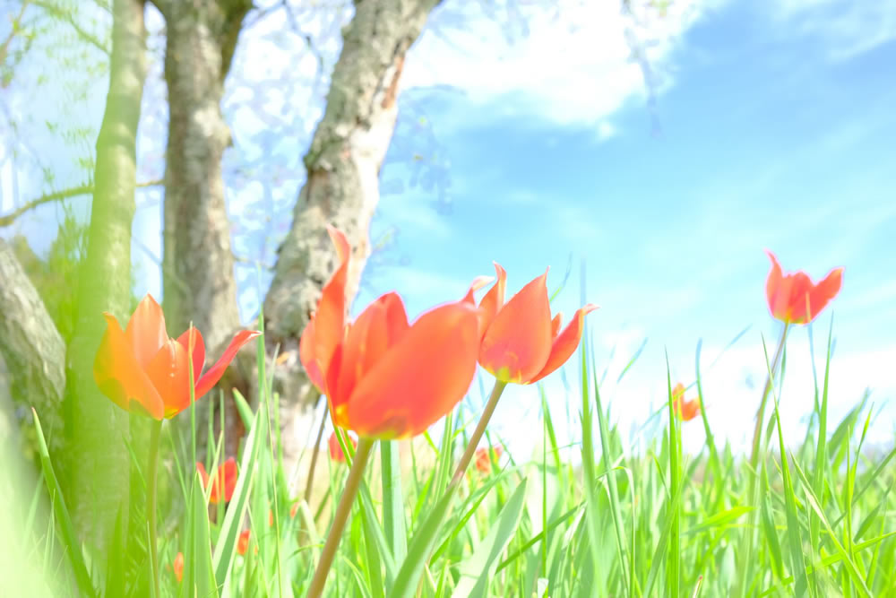 Gurushots Springtime Splendor Photo Challenge Winners