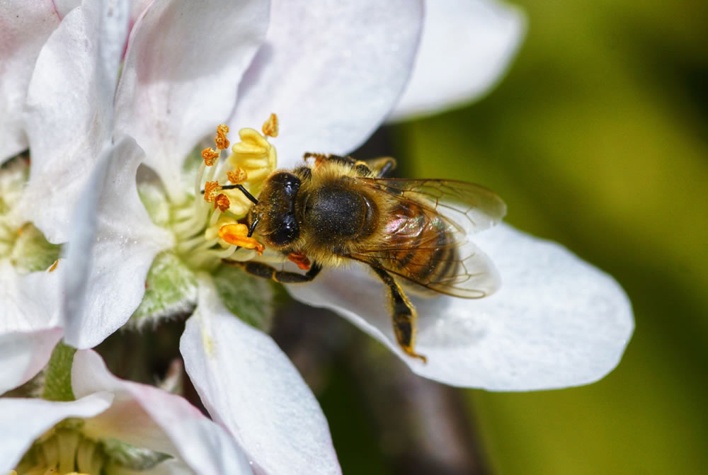 Gurushots Springtime Splendor Photo Challenge Winners