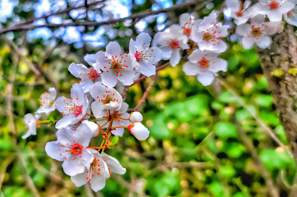 Gurushots Springtime Splendor Photo Challenge Winners