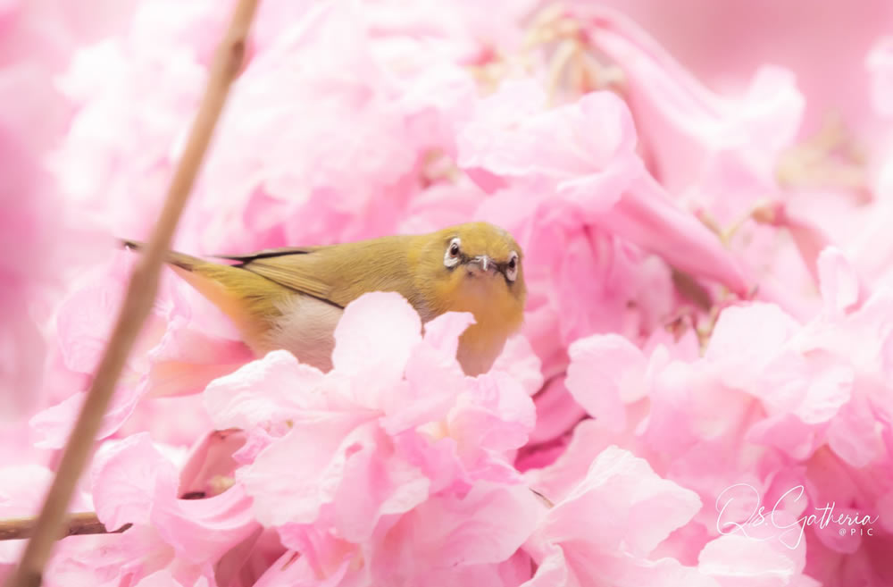 Gurushots Springtime Splendor Photo Challenge Winners