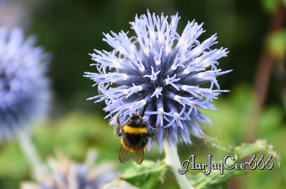 Gurushots Springtime Splendor Photo Challenge Winners