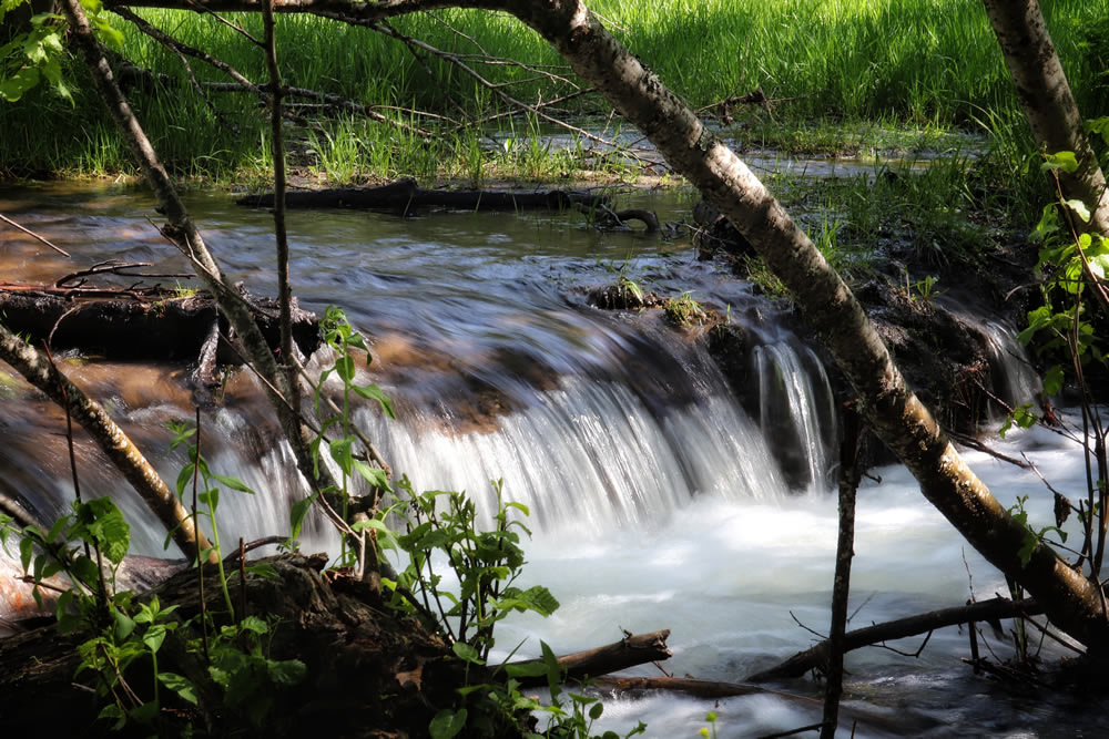 Gurushots Springtime Splendor Photo Challenge Winners