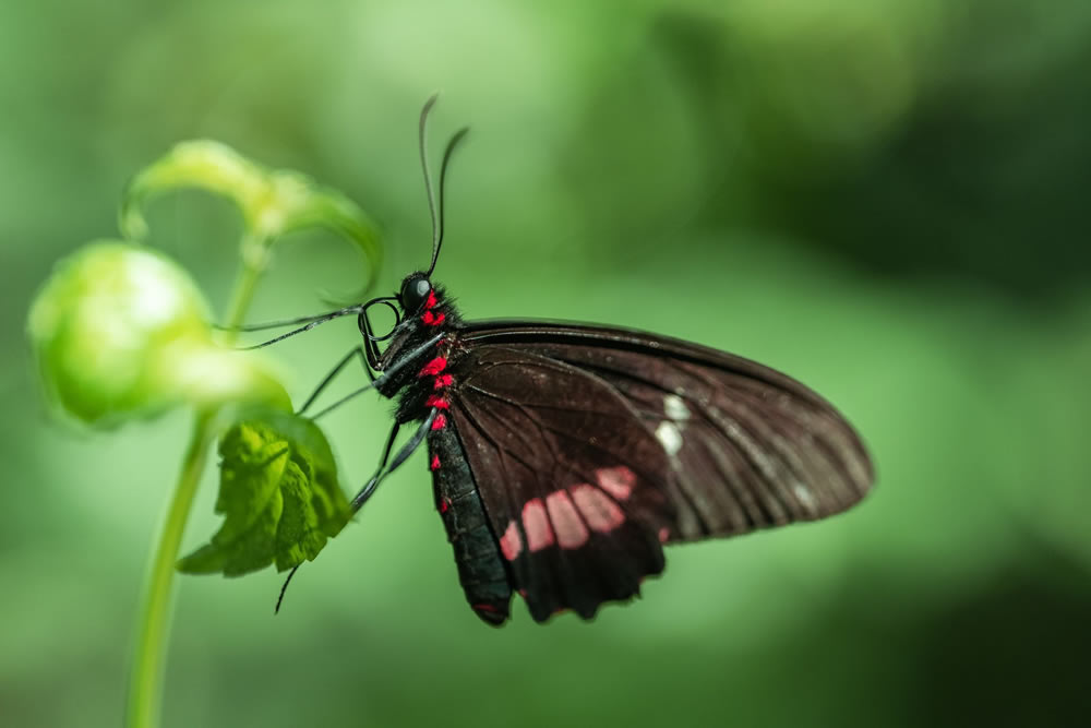 Gurushots Springtime Splendor Photo Challenge Winners