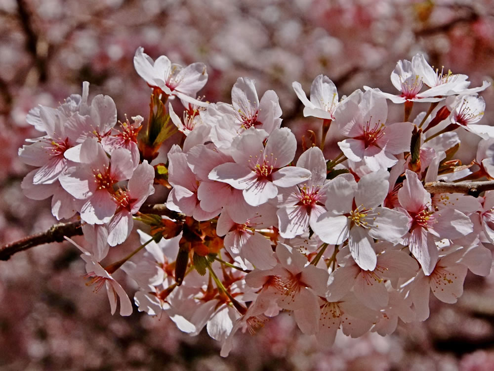 Gurushots Springtime Splendor Photo Challenge Winners