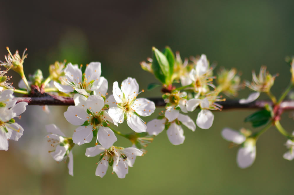 Gurushots Springtime Splendor Photo Challenge Winners