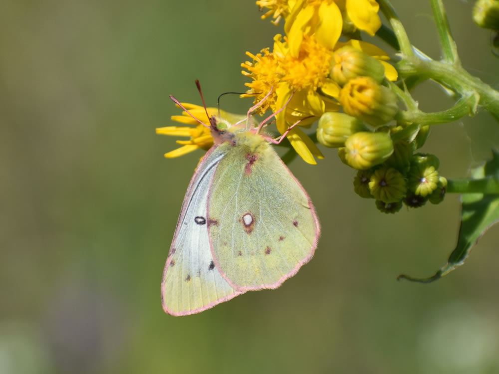 Gurushots Springtime Splendor Photo Challenge Winners